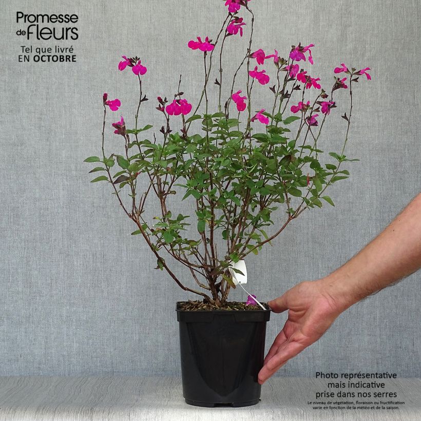 Esemplare di Salvia microphylla Cerro Potosi - Salvia arbustiva Vaso da 2L/3L come consegnato in autunno