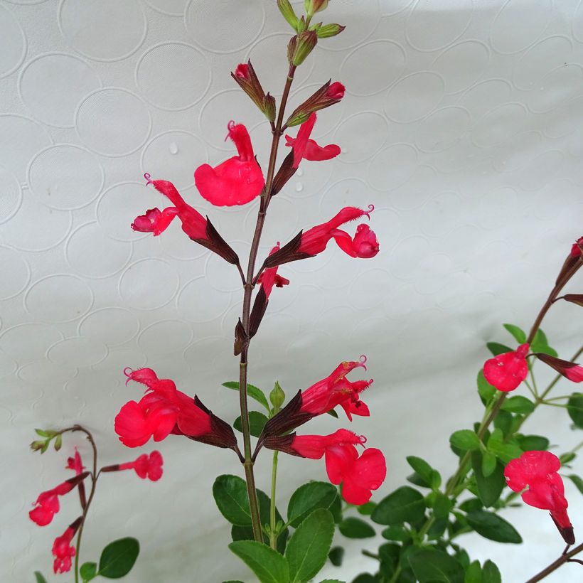 Salvia jamensis Flammenn - Salvia arbustiva (Fioritura)