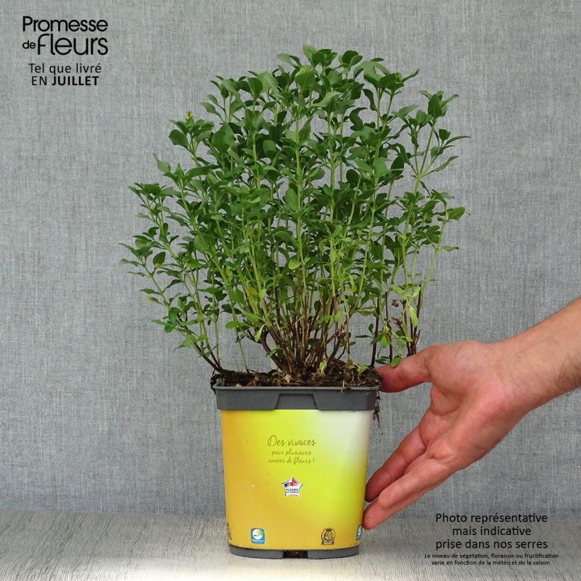 Esemplare di Salvia jamensis Melen - Salvia arbustiva Vaso da 2L/3L consegnato in estate