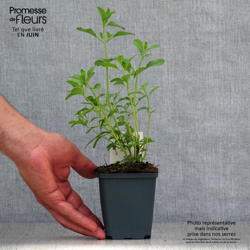 Esemplare di Salvia microphylla Nachtvlinder - Salvia arbustiva Vasetto da 8/9 cm consegnato in estate