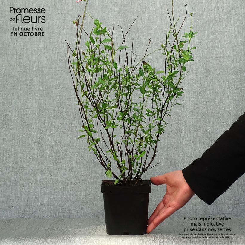 Esemplare di Salvia jamensis Pluenn - Salvia arbustiva Vaso da 2L/3L come consegnato in autunno