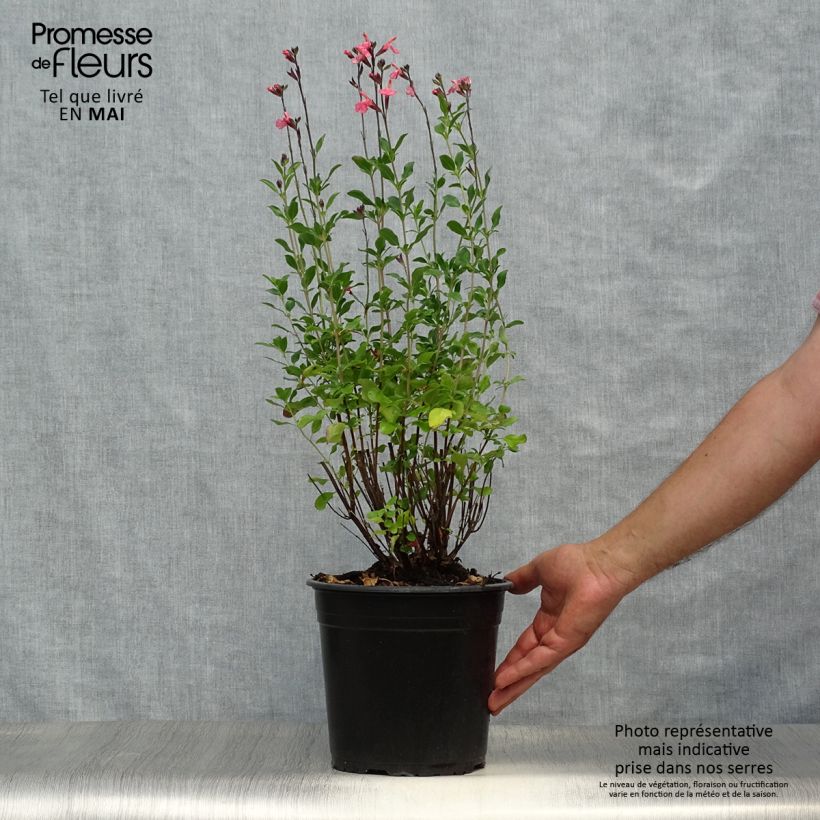Salvia jamensis Pluenn - Salvia arbustiva Vaso da 4L/5L esemplare consegnato in primavera