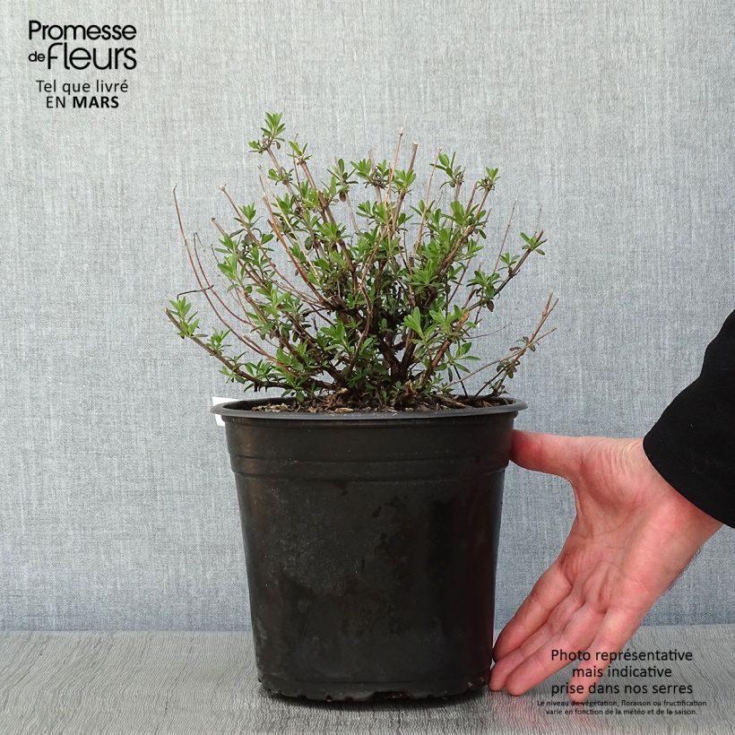 Salvia jamensis Reve Rouge - Salvia arbustiva Vaso da 4L/5L esemplare consegnato in inverno