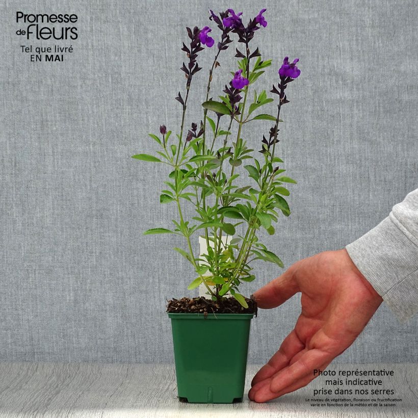 Salvia greggii Mirage Violet Vasetto da 8/9 cm esemplare consegnato in primavera
