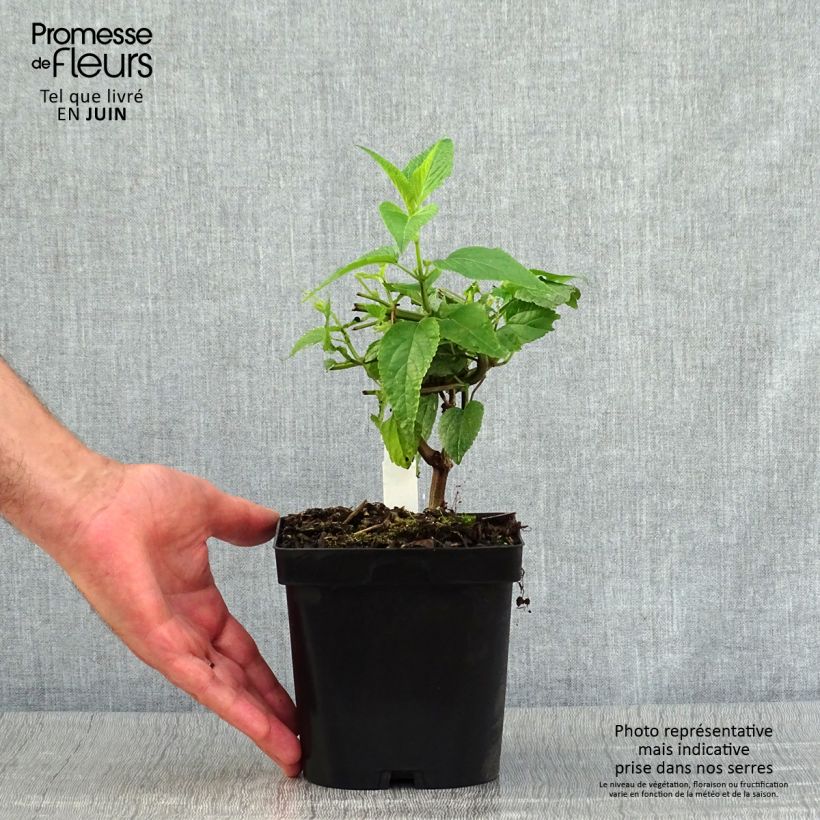 Esemplare di Salvia guaranitica Black and Blue Vaso da 2L/3L consegnato in estate