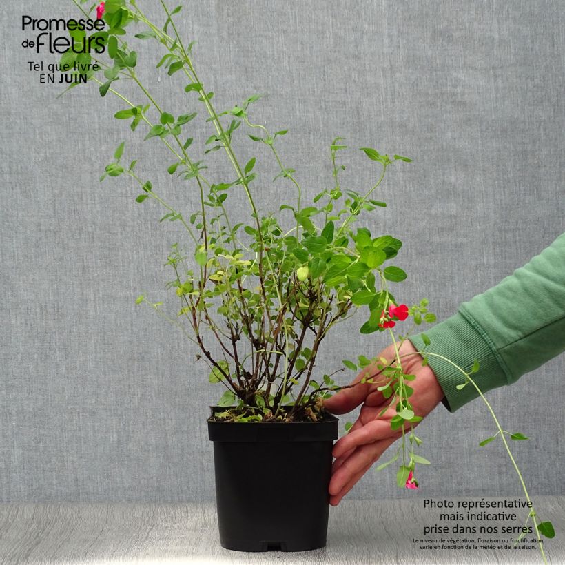 Esemplare di Salvia microphylla grahamii - Salvia arbustiva Vaso da 2L/3L consegnato in estate