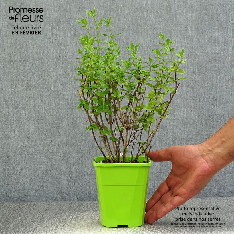 Esemplare di Salvia microphylla So Cool Pale Blue - Salvia arbustiva Vaso da 1L/1,5L come consegnato in autunno