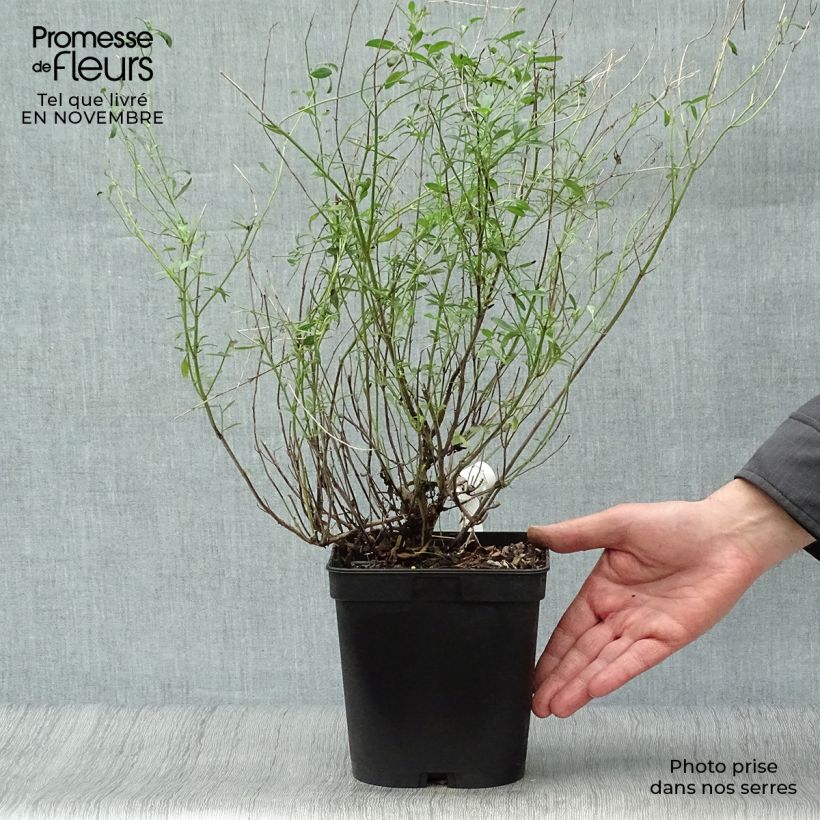 Esemplare di Salvia microphylla Victoria Blue - Salvia arbustiva Vaso da 2L/3L come consegnato in autunno