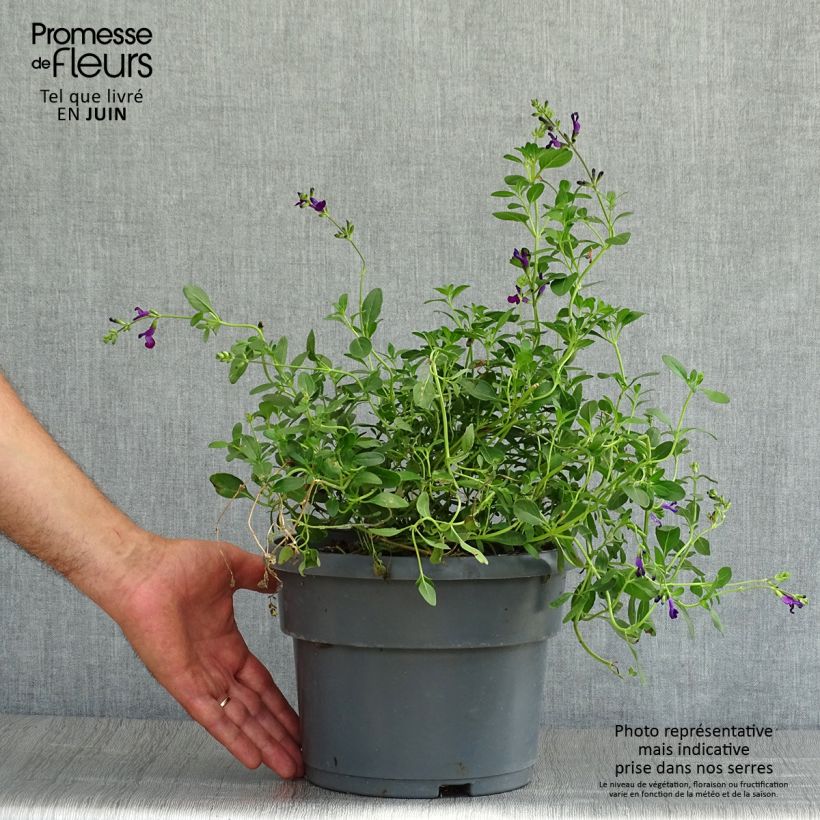 Esemplare di Salvia jamensis Violette de Loire - Salvia arbustiva Vaso da 4L/5L consegnato in estate