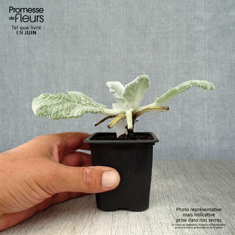 Esemplare di Salvia argentea Vasetto da 8/9 cm consegnato in estate