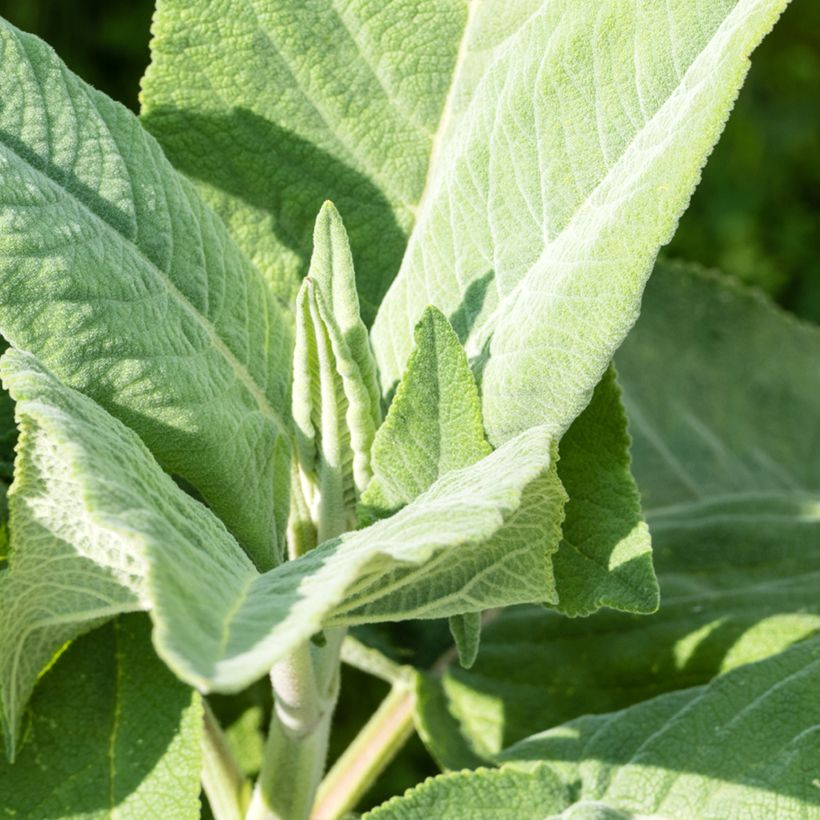Salvia coahuilensis (Fogliame)