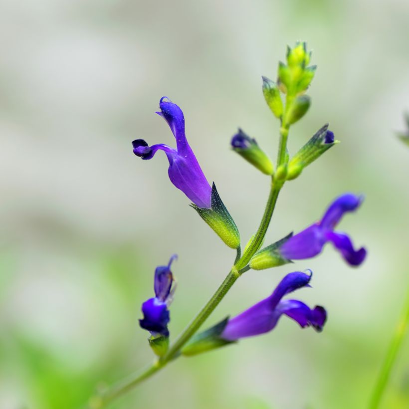 Salvia coahuilensis (Fioritura)