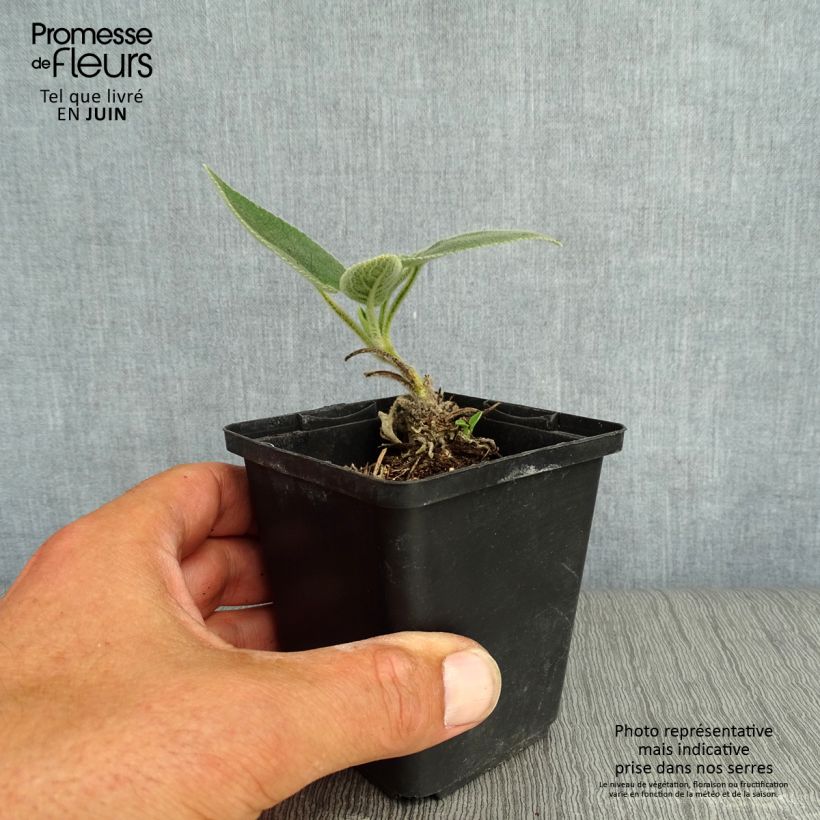 Esemplare di Phlomis samia Vasetto da 8/9 cm consegnato in estate