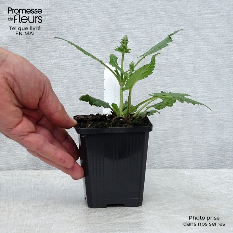 Salvia nemorosa Viola Klose Vasetto da 8/9 cm esemplare consegnato in primavera