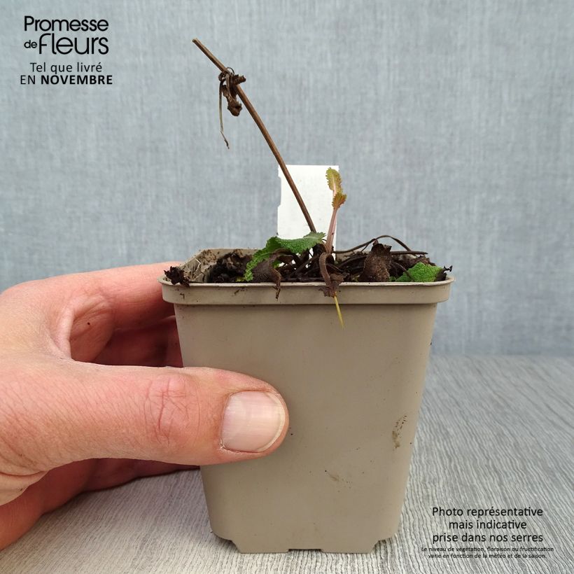 Esemplare di Salvia nemorosa Viola Klose Vasetto da 8/9 cm come consegnato in autunno