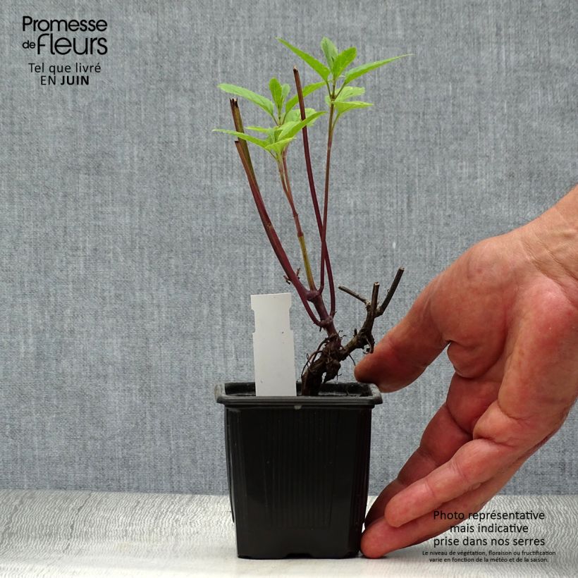 Esemplare di Salvia uliginosa - Salvia delle paludi Vasetto da 7/8 cm consegnato in estate