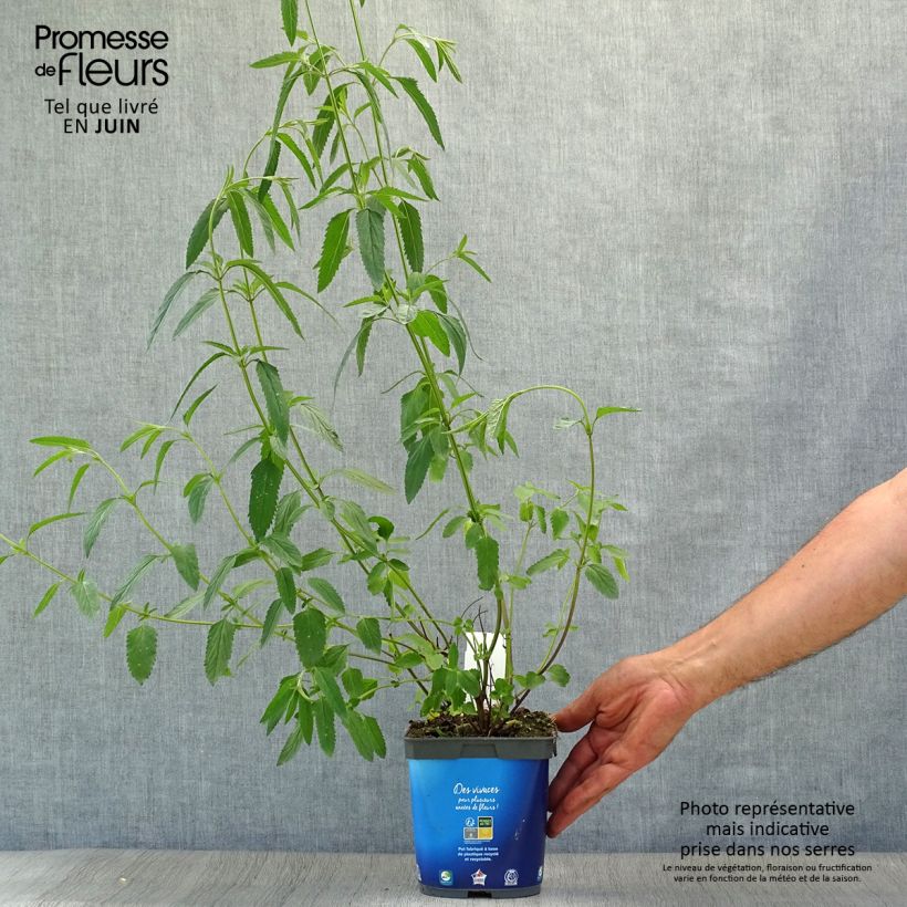 Esemplare di Salvia uliginosa - Salvia delle paludi Vaso da 2L/3L consegnato in estate