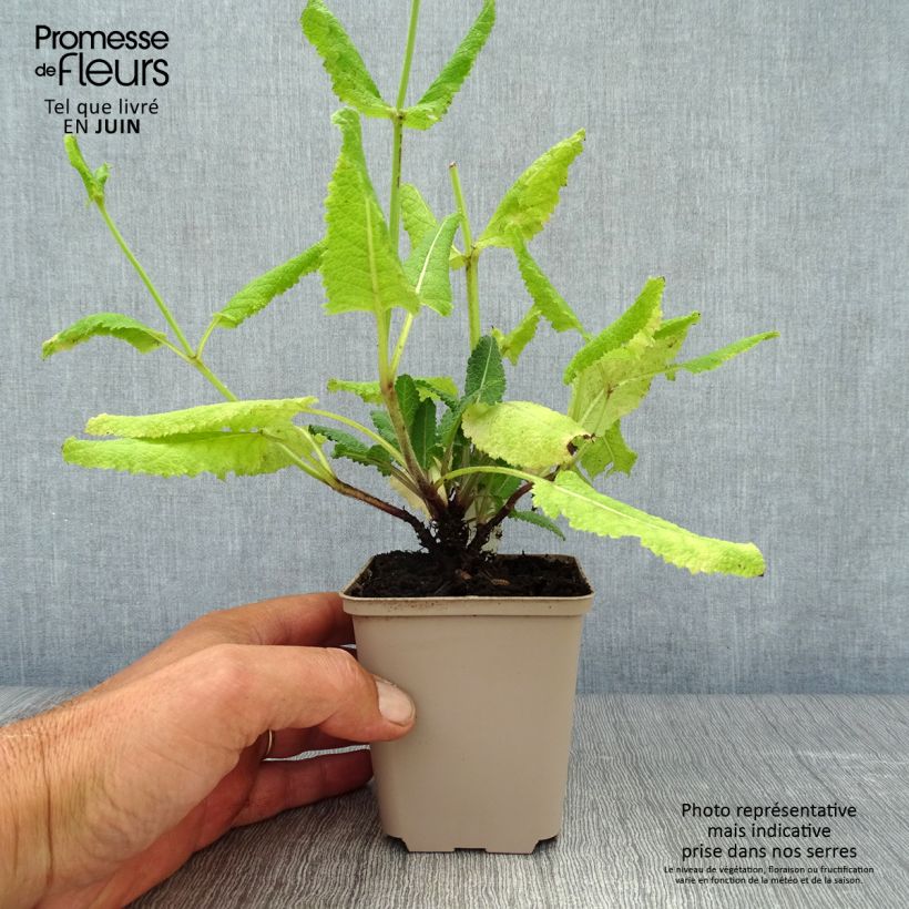 Esemplare di Salvia pratensis Pink Delight - Salvia dei prati Vasetto da 8/9 cm consegnato in estate