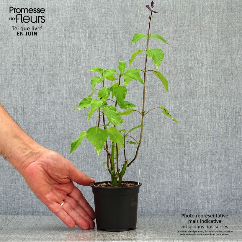 Esemplare di Salvia guaranitica Amistad violet Vasetto da 8/9 cm consegnato in estate