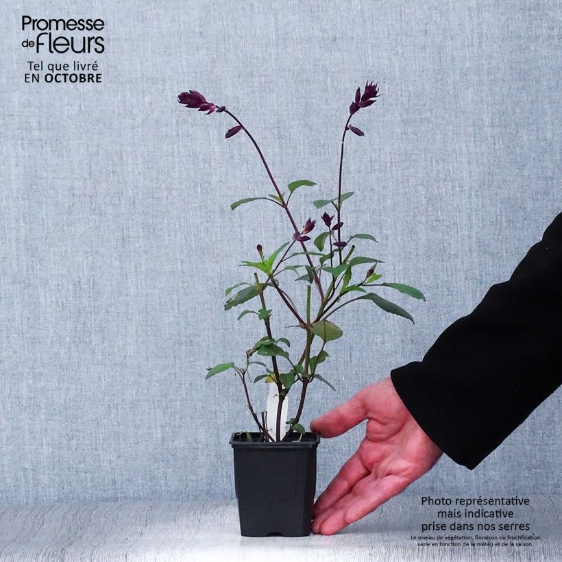 Esemplare di Salvia buchananii Love and Wishes Vasetto da 8/9 cm come consegnato in autunno