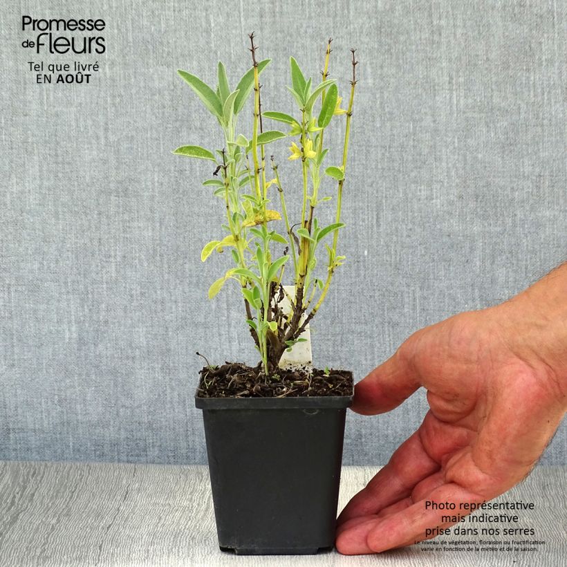 Esemplare di Salvia officinalis Albiflora - Salvia comune Vasetto da 8/9 cm consegnato in estate