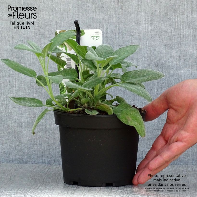 Esemplare di Salvia officinalis Berggarten - Salvia comune Vaso da 1,5L/2L consegnato in estate