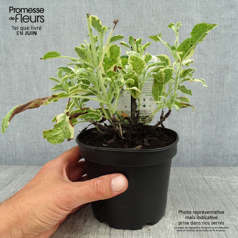 Esemplare di Salvia officinalis Berggarten Variegated - Salvia comune Vaso da 1,5L/2L consegnato in estate