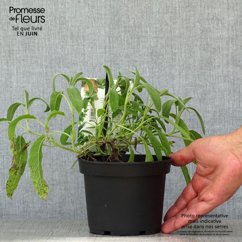 Esemplare di Salvia officinalis Elephant Ear - Salvia comune Vaso da 1,5L/2L consegnato in estate