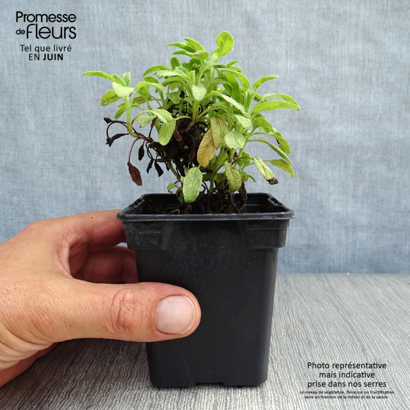Esemplare di Salvia officinalis Aurea - Salvia comune Vasetto da 7/8 cm consegnato in estate
