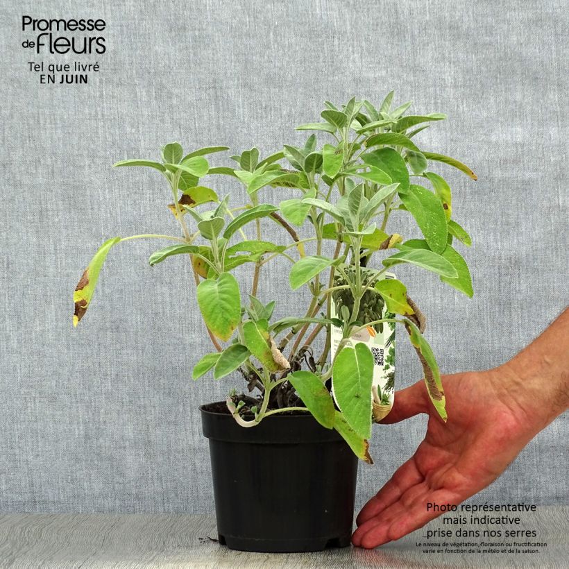Esemplare di Salvia officinalis Maxima - Salvia comune Vaso da 1,5L/2L consegnato in estate