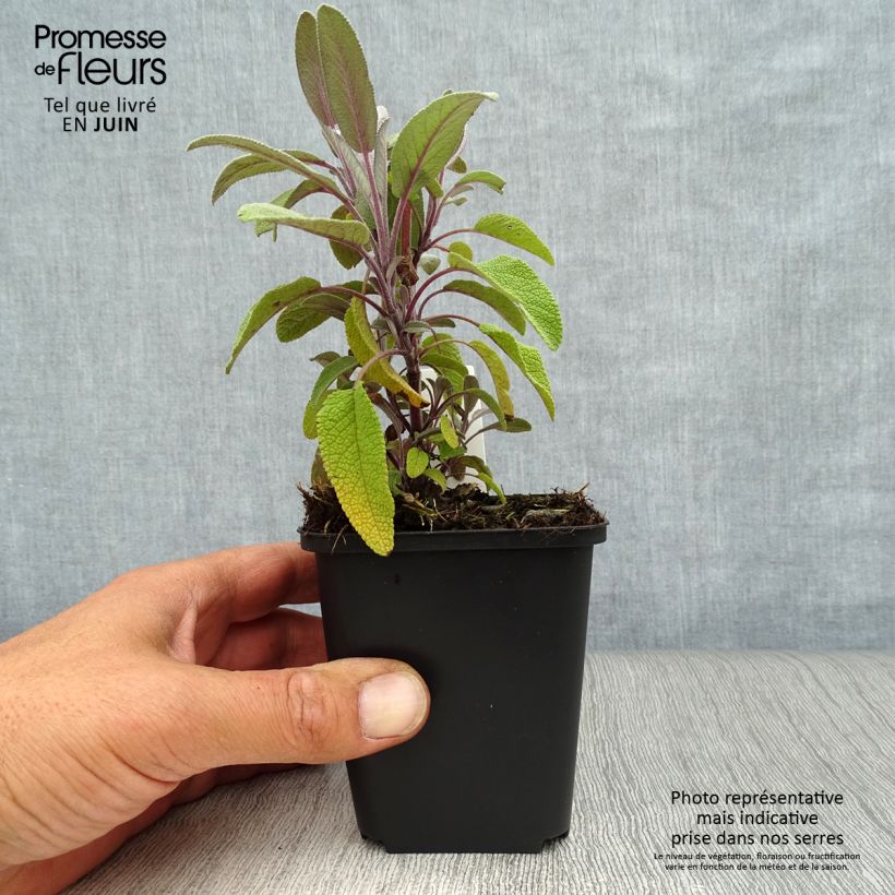 Esemplare di Salvia officinalis Purpurascens - Salvia comune Vasetto da 7/8 cm consegnato in estate