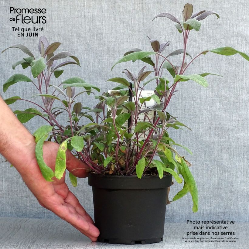 Esemplare di Salvia officinalis Purpurascens - Salvia comune Vaso da 1,5L/2L consegnato in estate