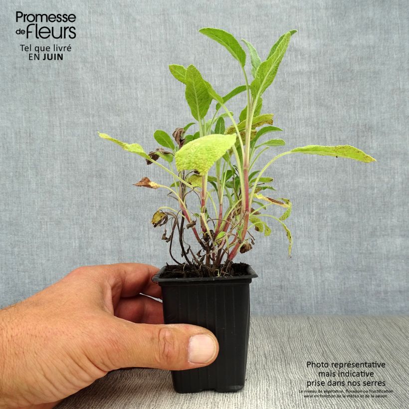 Esemplare di Salvia officinalis - Salvia comune Vasetto da 8/9 cm consegnato in estate