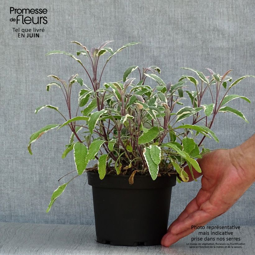 Esemplare di Salvia officinalis Tricolor - Salvia comune Vaso da 1,5L/2L consegnato in estate