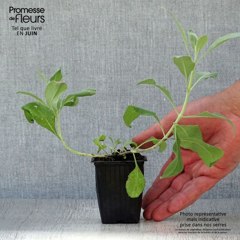 Esemplare di Salvia apiana - Salvia bianca Vasetto da 7/8 cm consegnato in estate
