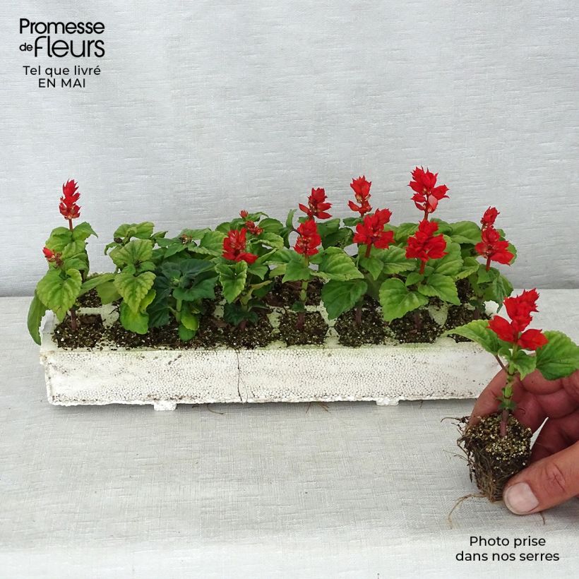 Salvia splendens Carambita - Salvia rossa Jardimotte: zolla da 3,8 cm x 3,2 cm in vassoio da 16 pezzi. esemplare consegnato in primavera