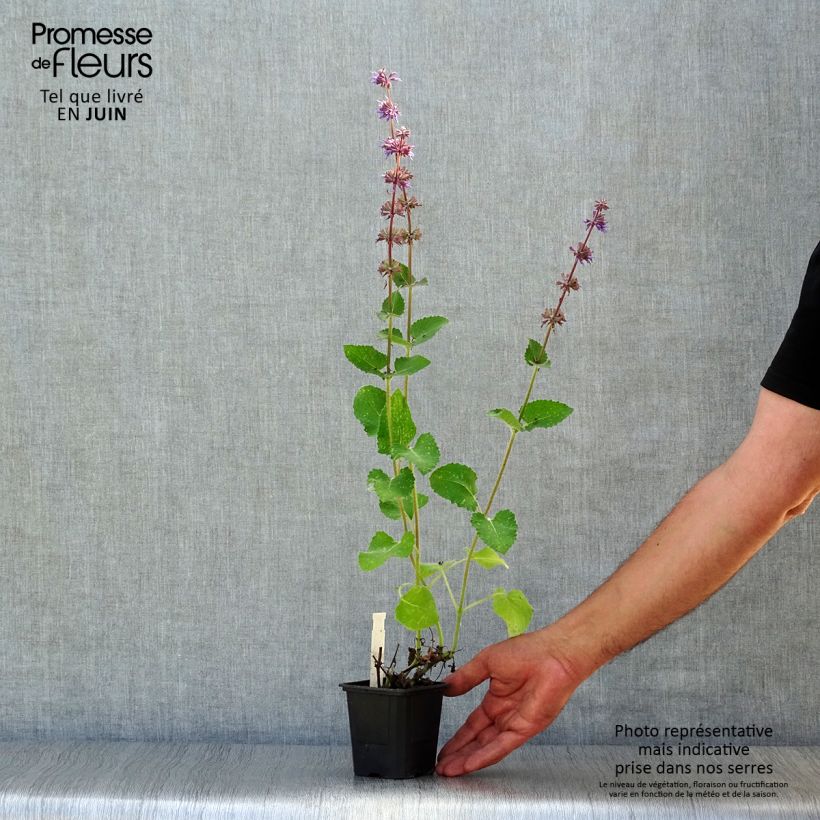 Esemplare di Salvia verticillata Endless Love - Salvia spuria Vasetto da 8/9 cm consegnato in estate