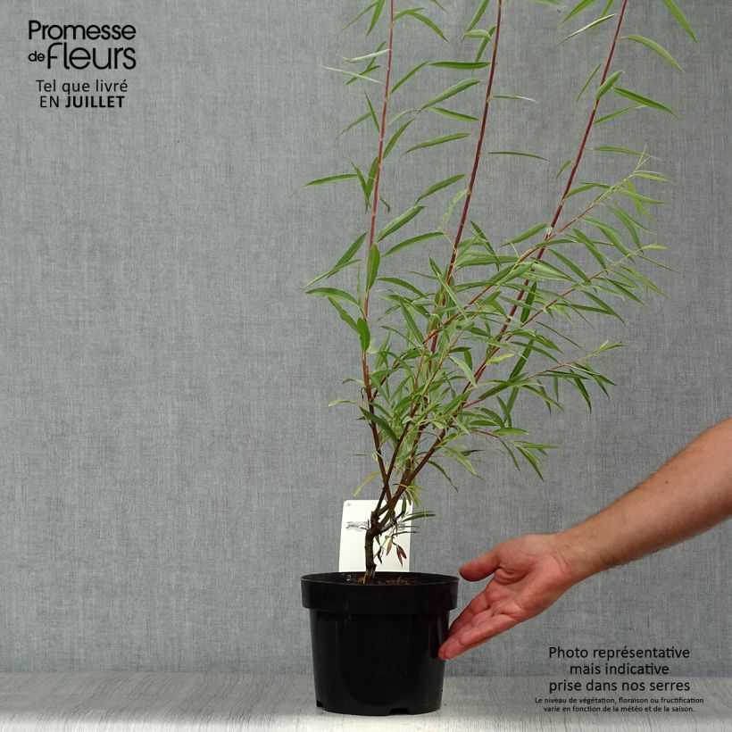 Esemplare di Salix acutifolia Blue Streak Vaso da 3L/4L consegnato in estate