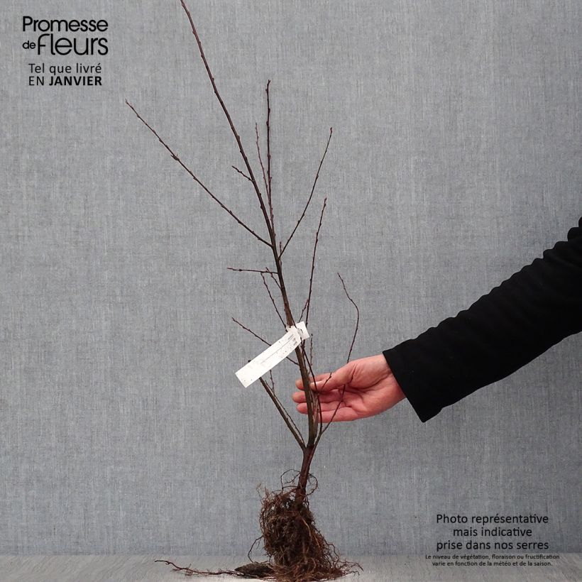 Salix aurita - Salice dorato Piante piccole a radice nuda esemplare consegnato in inverno