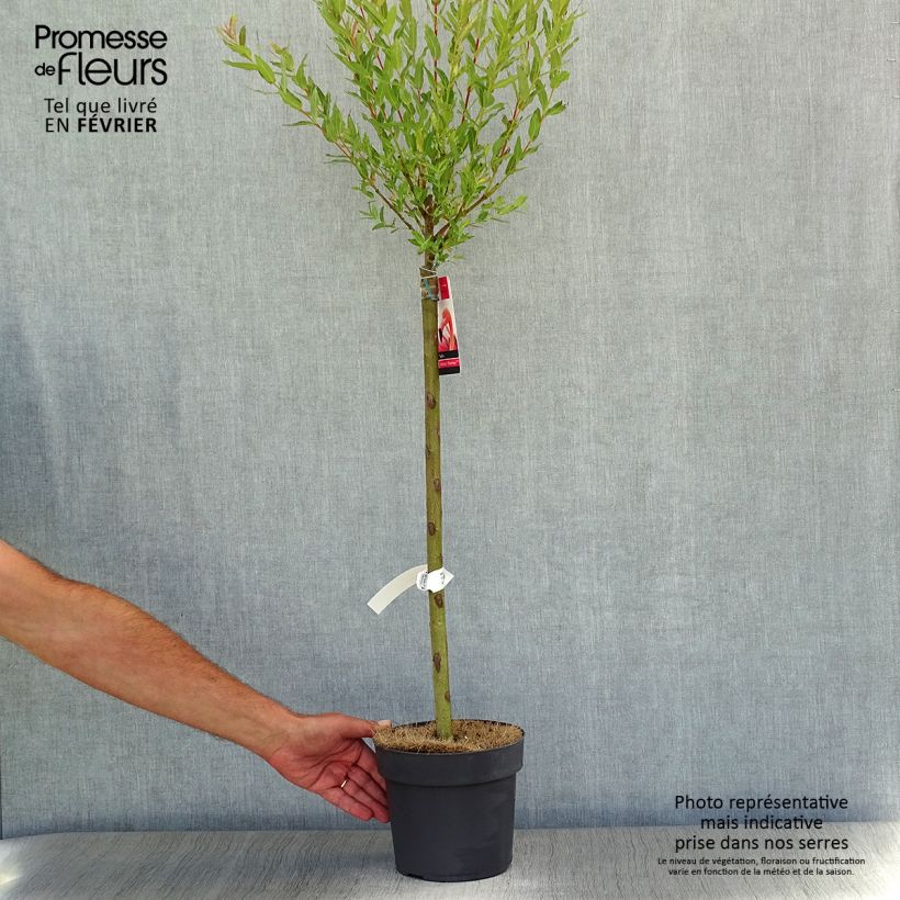 Esemplare di Salix integra Flamingo Vaso da 2L/3L come consegnato in autunno