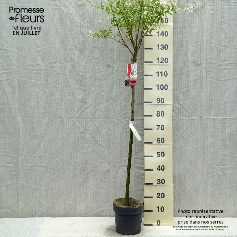 Esemplare di Salix integra Flamingo Vaso da 4L/5L consegnato in estate