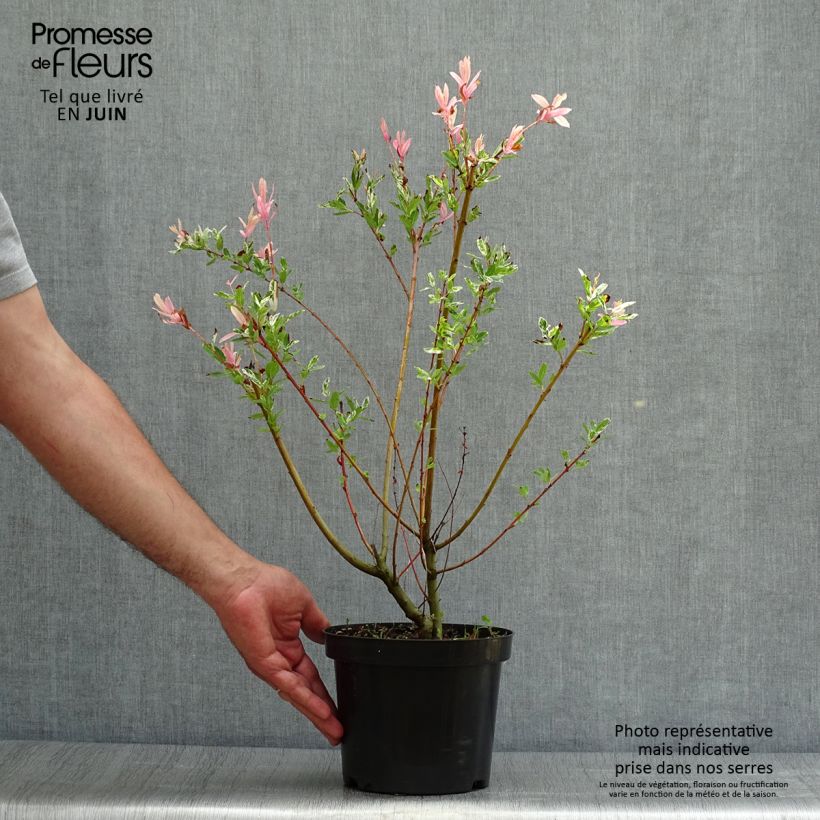 Esemplare di Salix integra Hakuro Nishiki Vaso da 2L/3L consegnato in estate