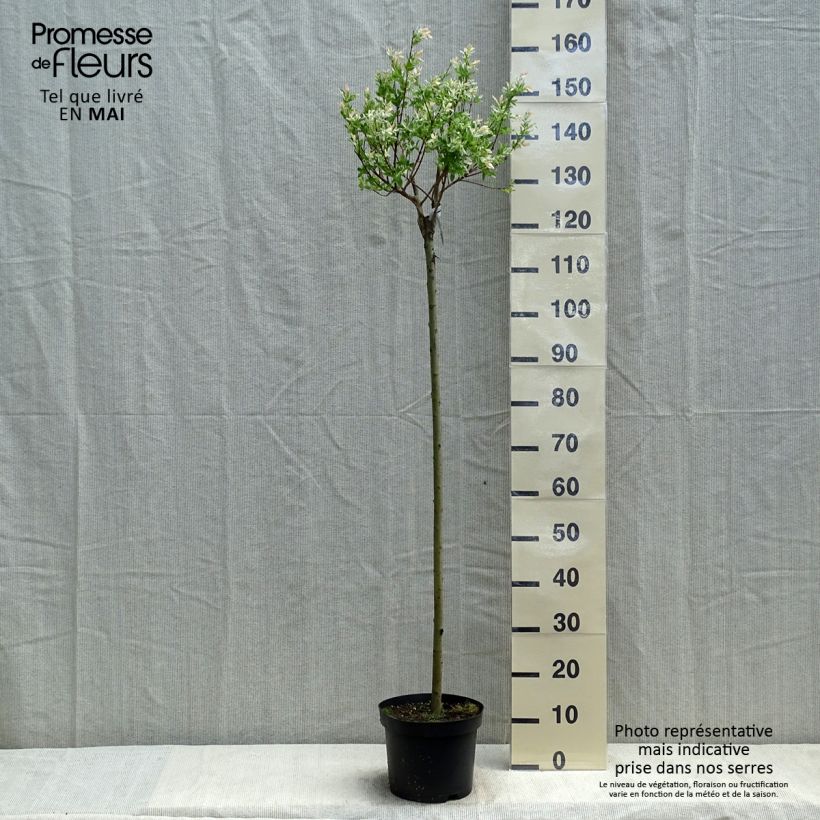 Salix integra Hakuro Nishiki Vaso da 4L/5L esemplare consegnato in primavera