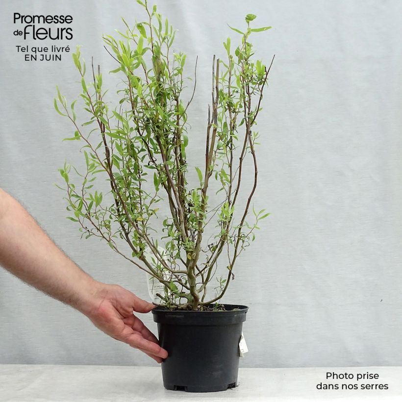 Esemplare di Salix matsudana Tortuosa - Salice piangente Vaso da 2L/3L consegnato in estate