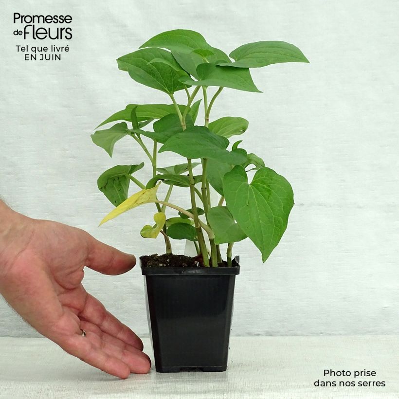 Esemplare di Saururus cernuus - Coda di lucertola Vasetto da 8/9 cm consegnato in estate