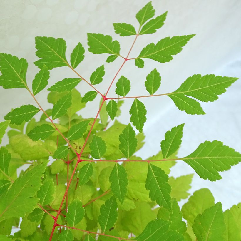 Koelreuteria paniculata Coral Sun - Albero della pioggia dorata (Fogliame)