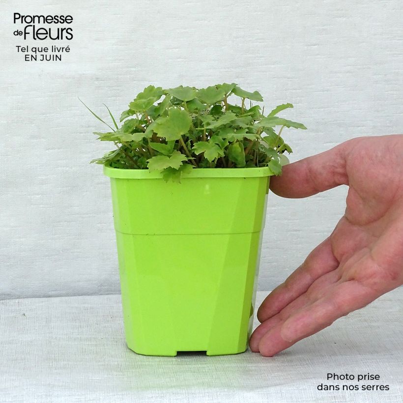 Esemplare di Saxifraga OPERA Orpheus Vaso da 1L/1,5L consegnato in estate