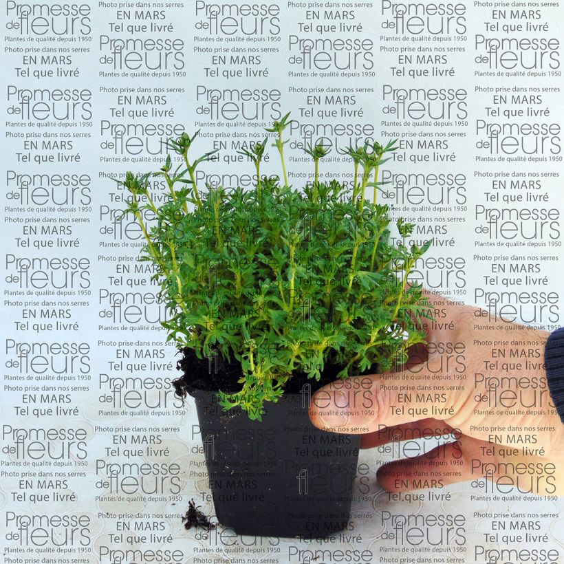 Esempio di esemplare Saxifraga arendsii Adebar - Sassifraga Vasetto da 8/9 cm come consegnato
