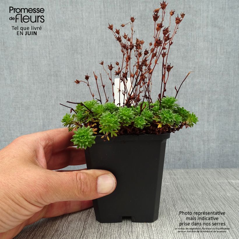 Esemplare di Saxifraga arendsii Peter Pan - Sassifraga Vasetto da 8/9 cm consegnato in estate