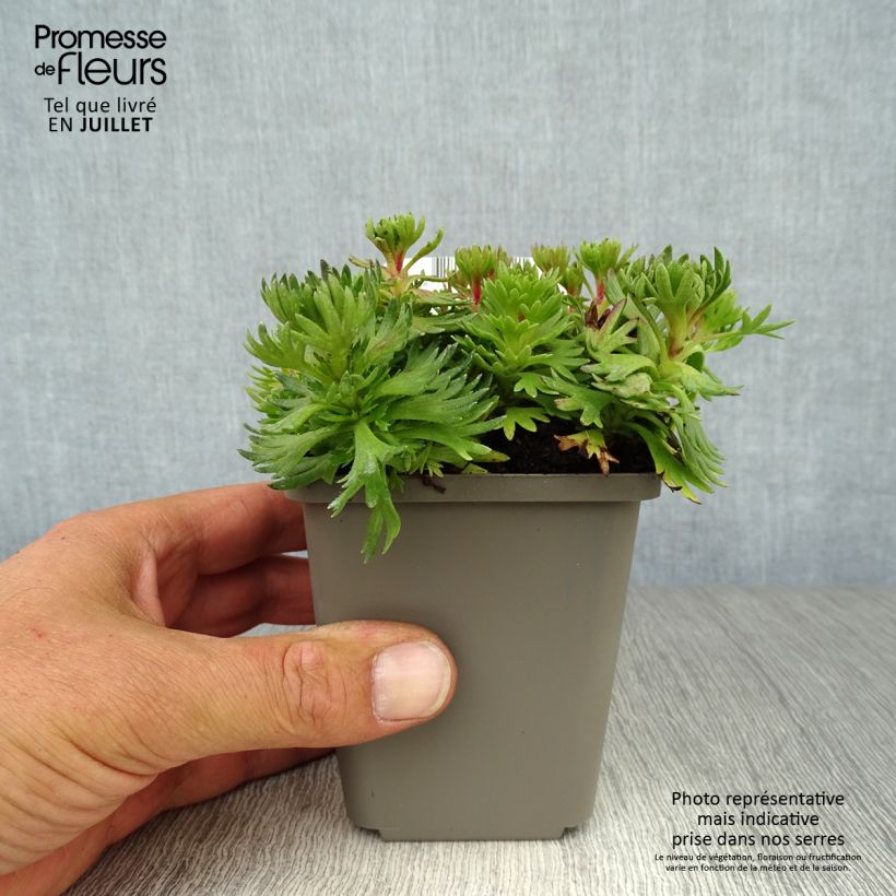 Esemplare di Saxifraga arendsii Purpurteppich - Sassifraga Vasetto da 8/9 cm consegnato in estate